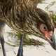 Artist’s reconstruction of the Wonderchicken, or Asteriornis maastrichtensis.